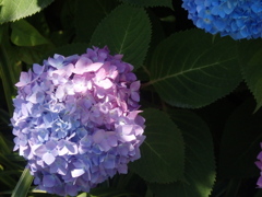 日差しと紫陽花