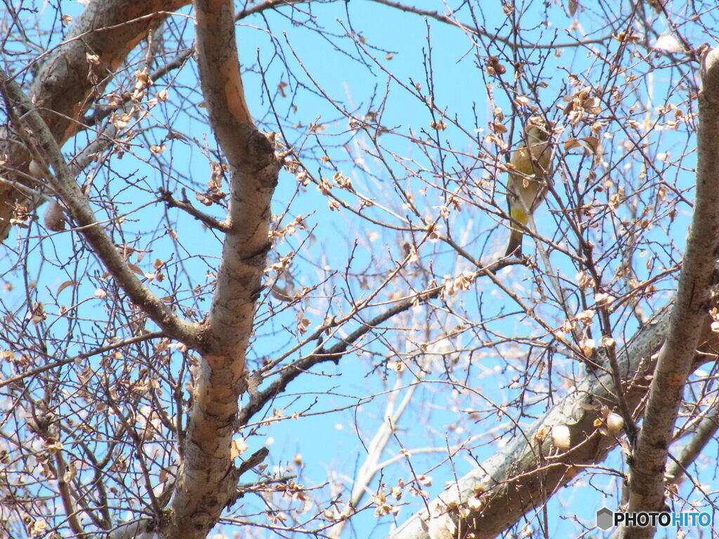 ぼくはだれ？→カワラヒワだよ
