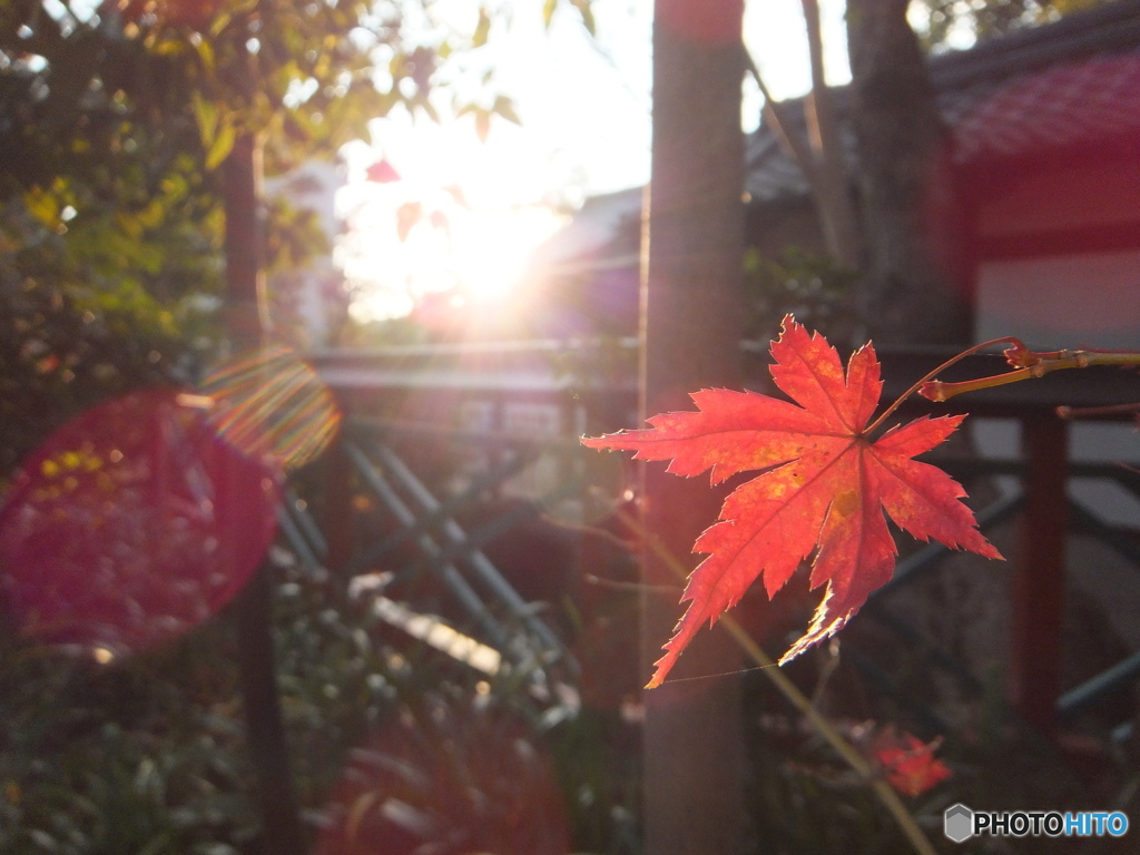 新年の紅葉