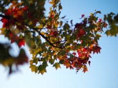 公園の紅葉