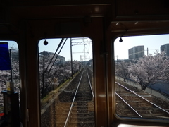 塚口の桜並木