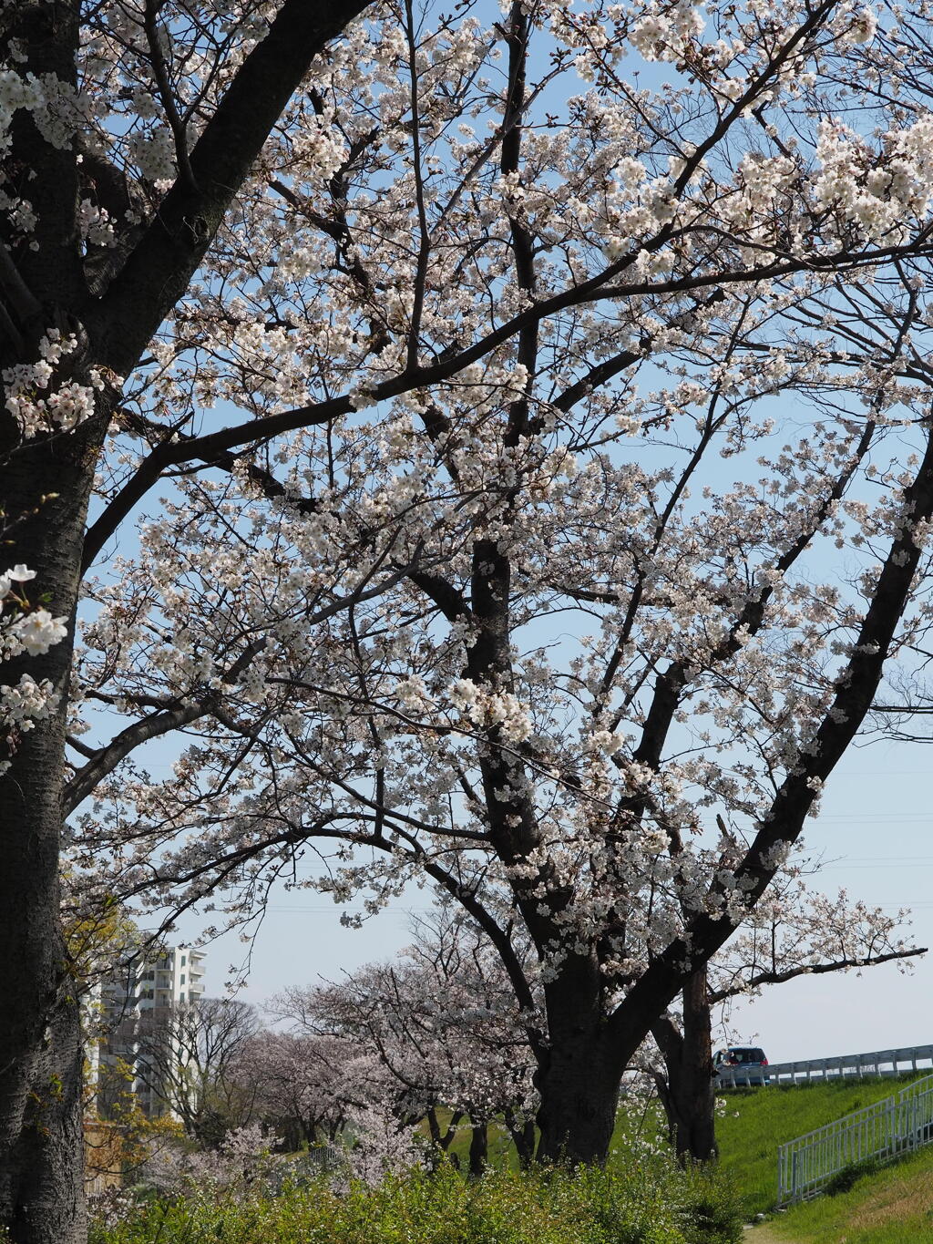 桜並木