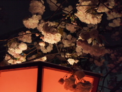 八重曙桜