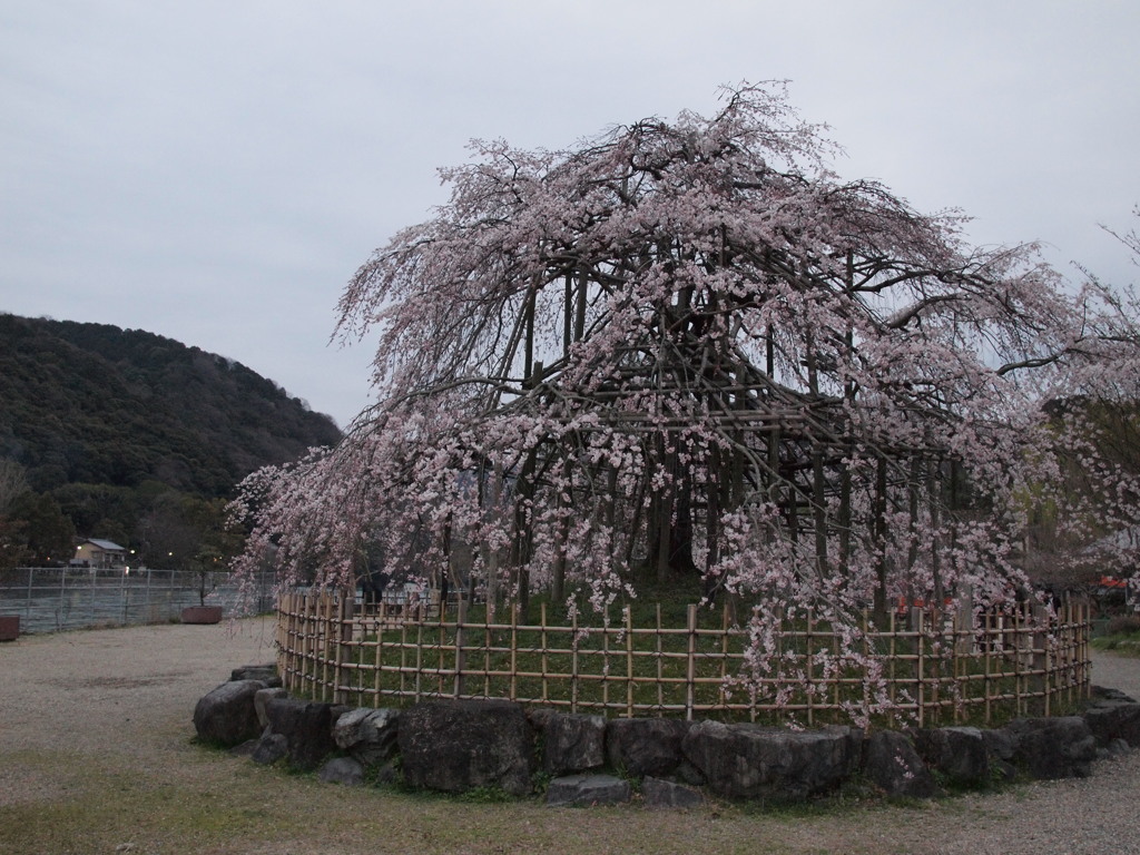 宇治川の枝垂れ桜