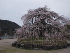 宇治川の枝垂れ桜