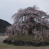 宇治川の枝垂れ桜
