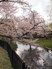 西武庫公園の桜と水鏡