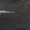白い鯉