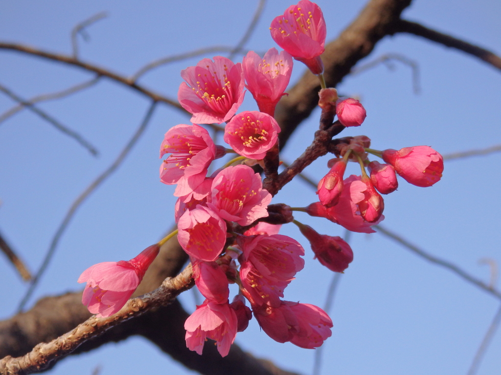 朝の空　早咲き桜  見つめてる