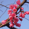 朝の空　早咲き桜  見つめてる