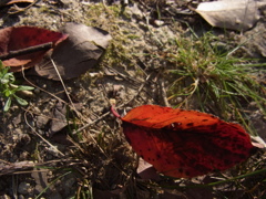 Red Cherry Leaf