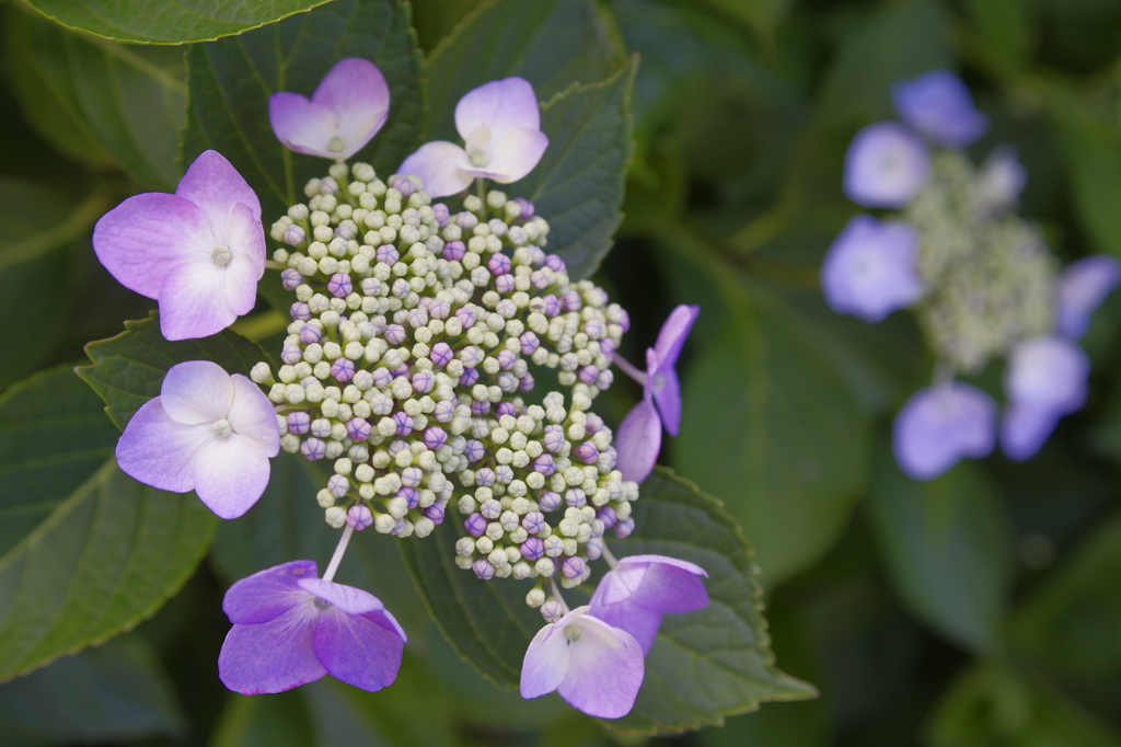 紫が美しい紫陽花