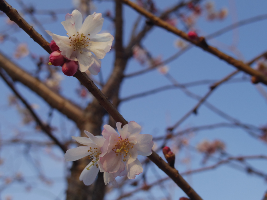 早咲き桜