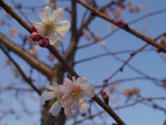 早咲き桜