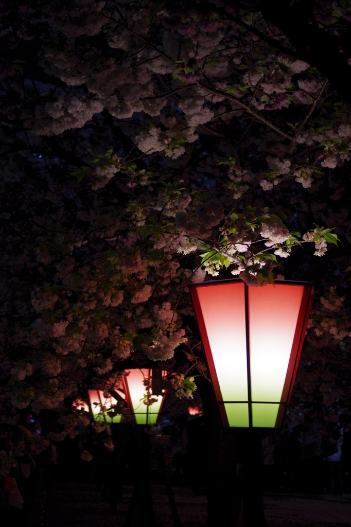 夜桜と灯り