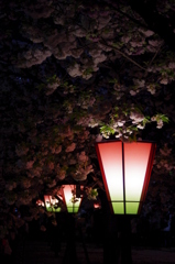 夜桜と灯り