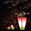 夜桜と灯り
