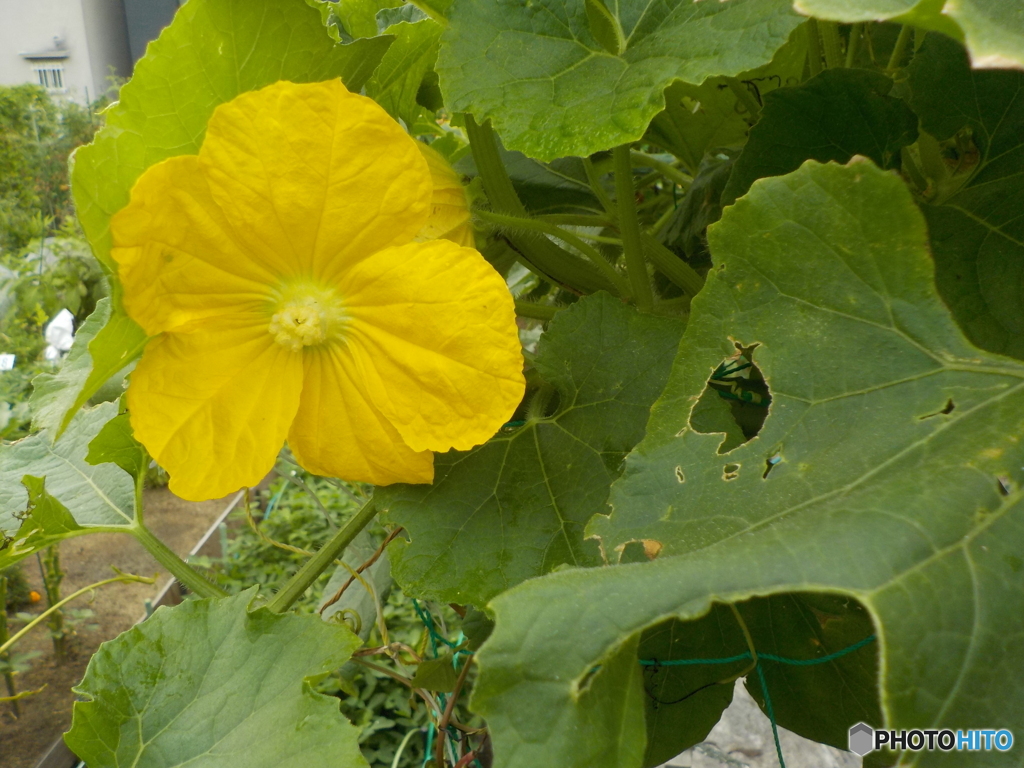 冬瓜の花