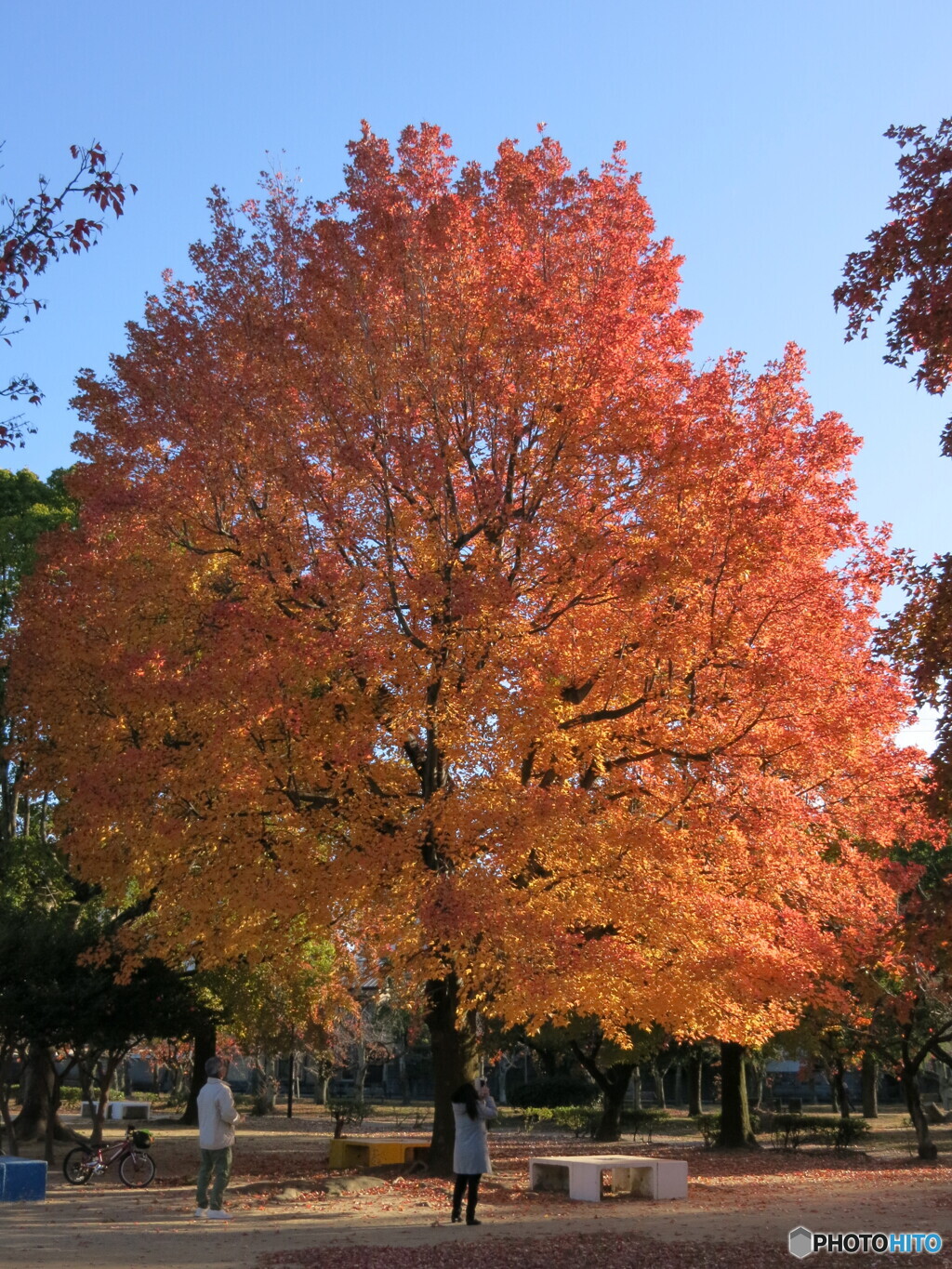 見とれる街の紅葉