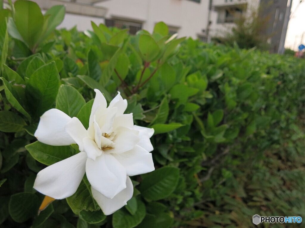 香るクチナシの花