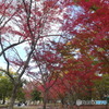 紅葉の小川