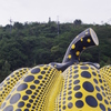 黄かぼちゃの頭