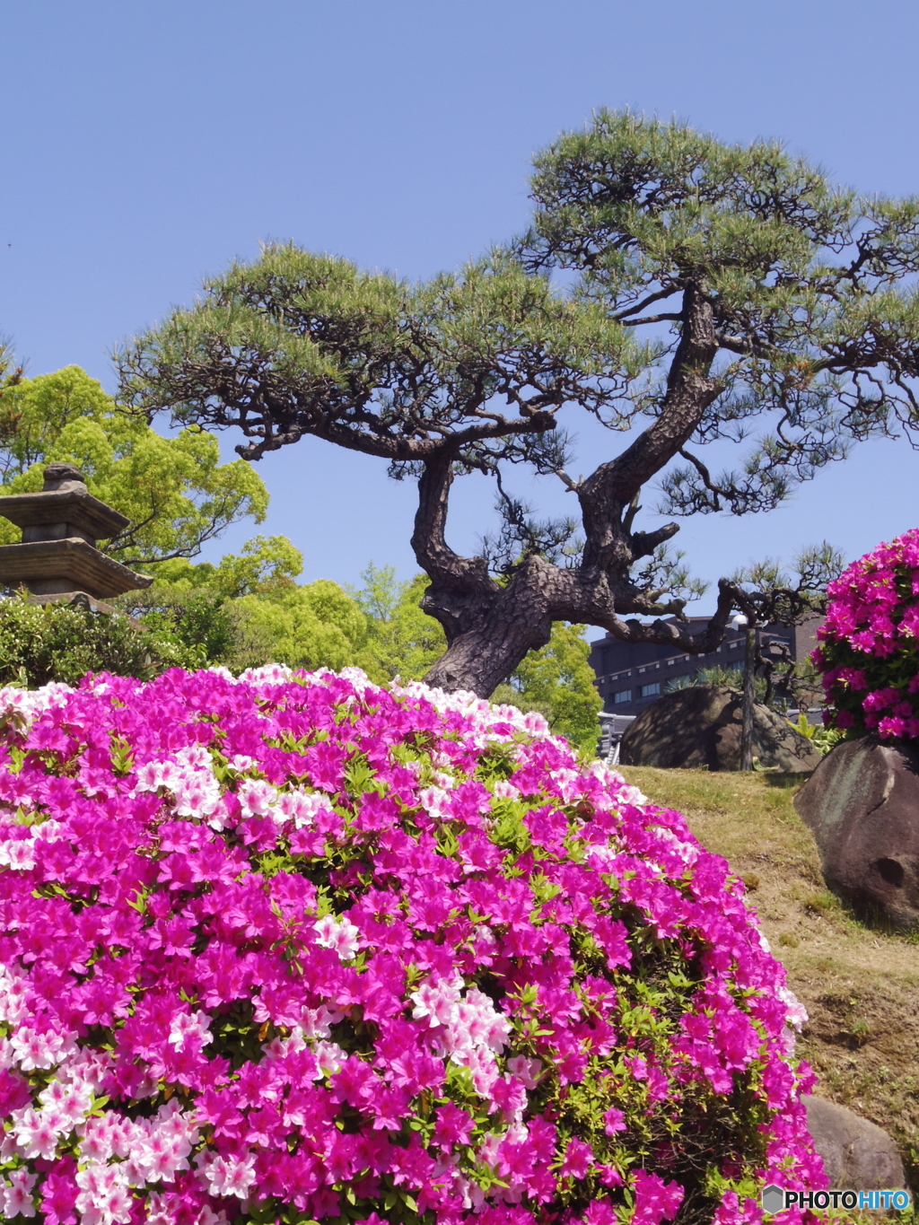 相楽園の松とさつき