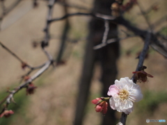 白と桃の交わる梅の花