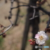 白と桃の交わる梅の花