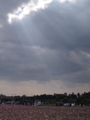 光芒とコスモス園