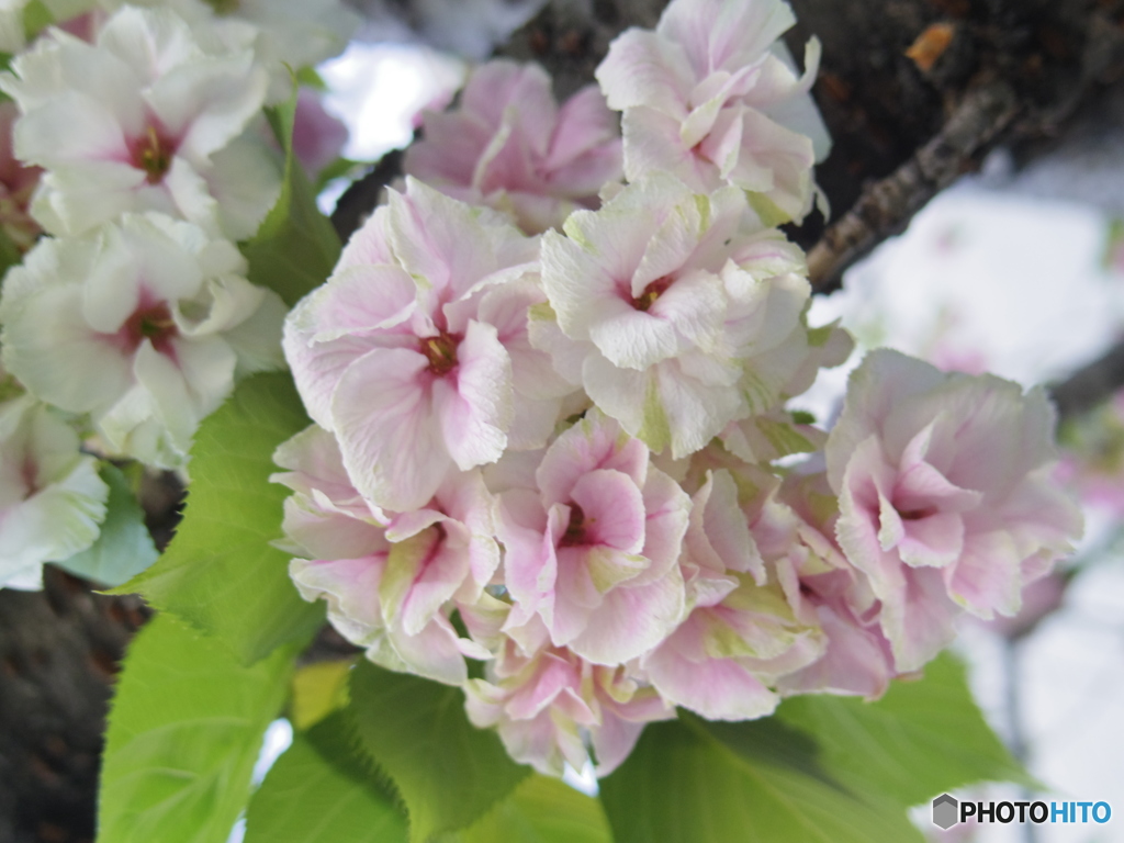 コラボレーション