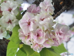 コラボレーション