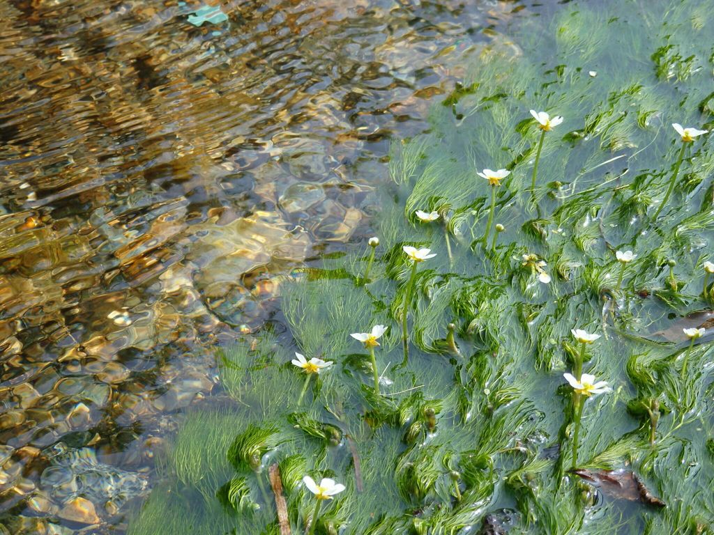 新野の梅花藻