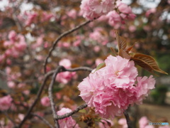 夙川の関山桜