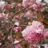 夙川の関山桜