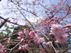 薄桃桜