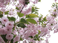 白い八重桜と緑葉