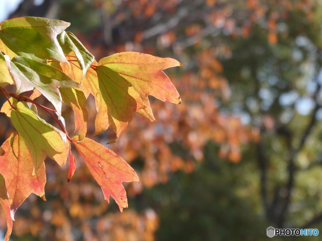 公園の紅葉