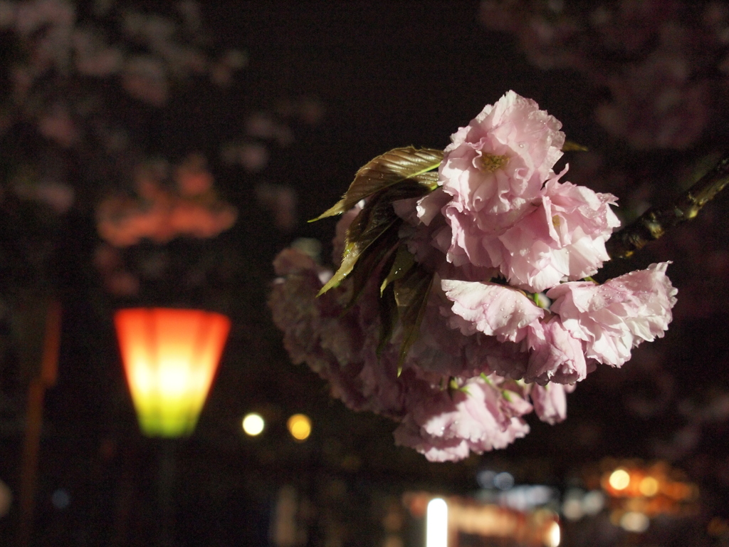 雨の夜の八重桜