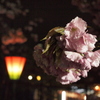 雨の夜の八重桜