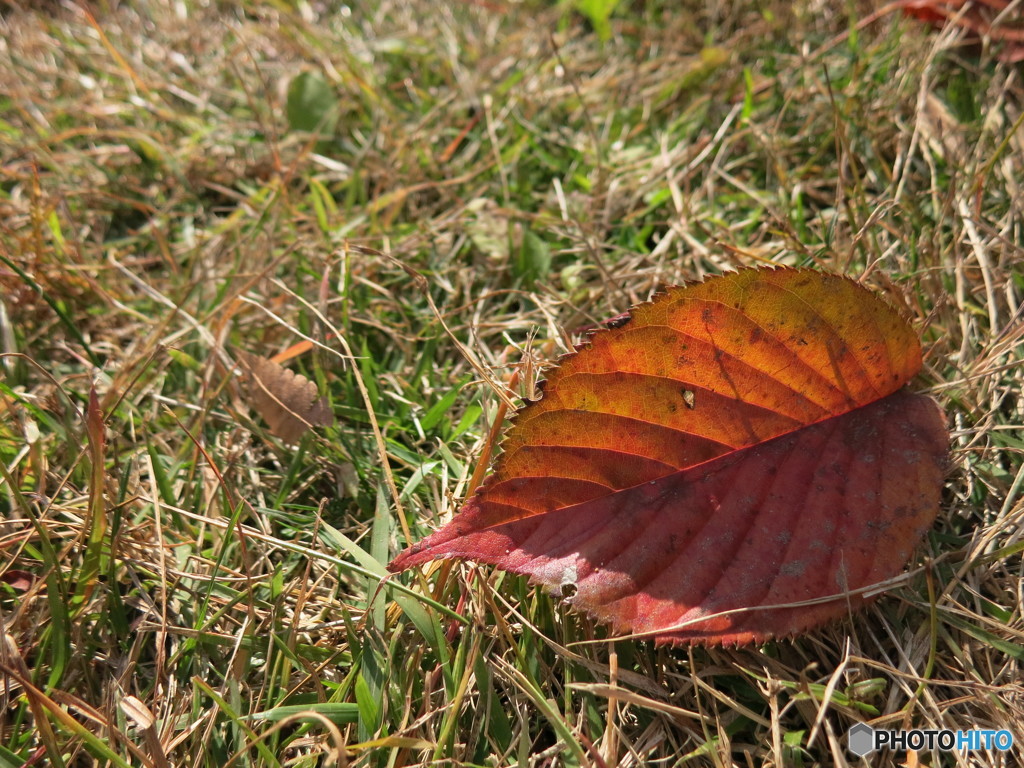 桜紅葉と太陽の光