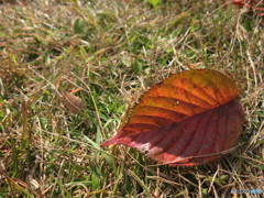桜紅葉と太陽の光