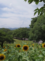 Sun Flowers' Stream
