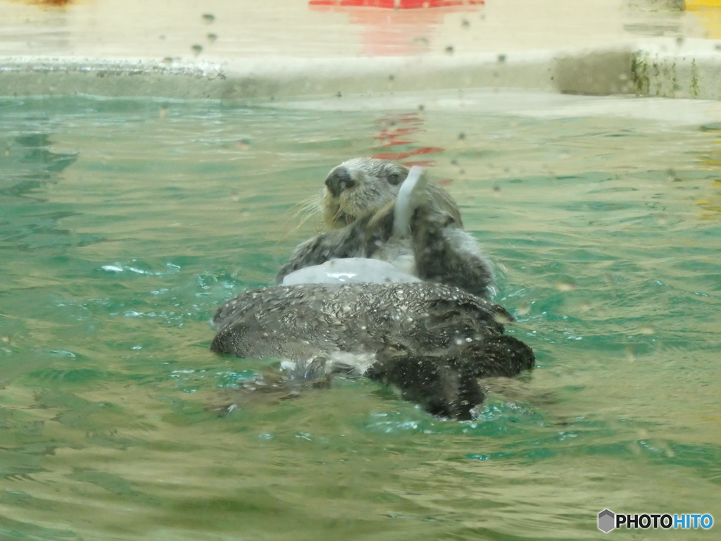 氷をたたくラッコ