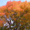 公園の紅葉
