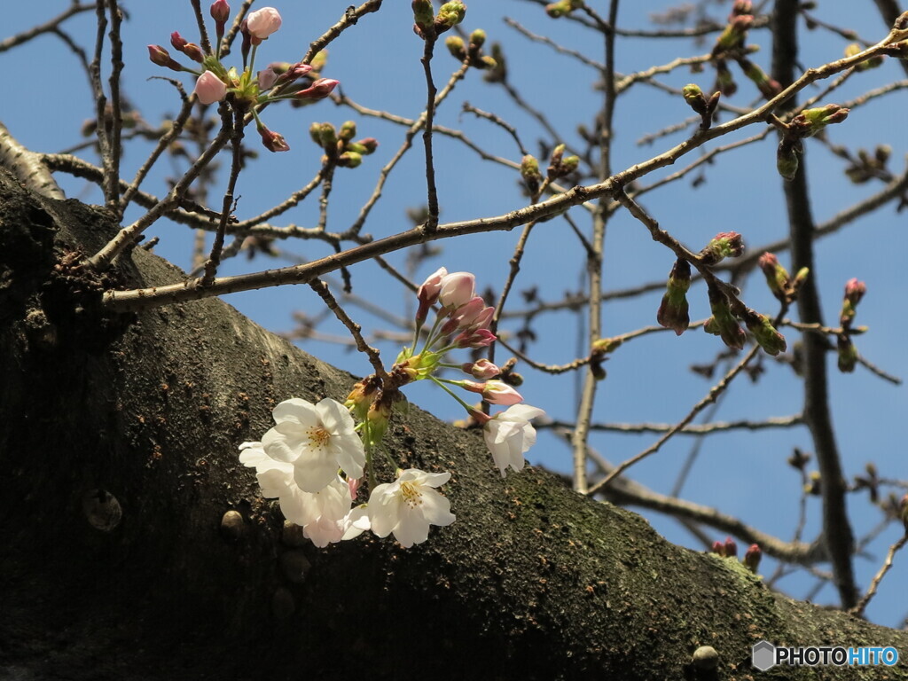 櫻井神社の桜