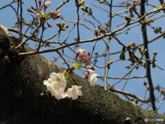 櫻井神社の桜