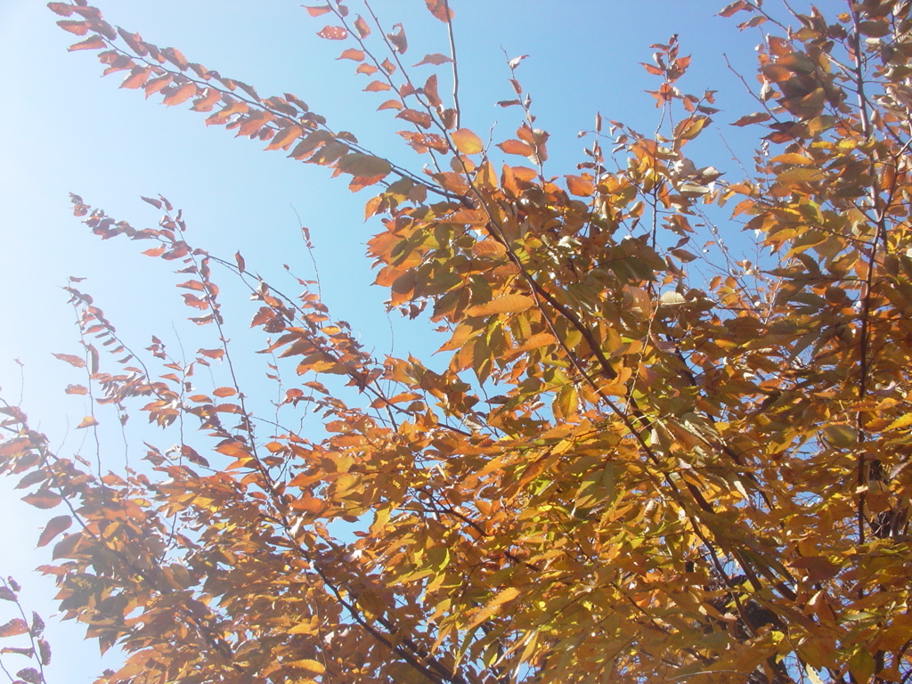 紅葉と青空