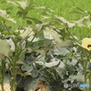 オクラの花と実