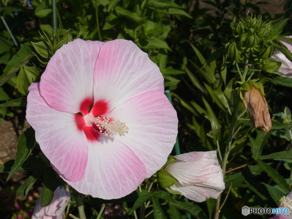 芙蓉